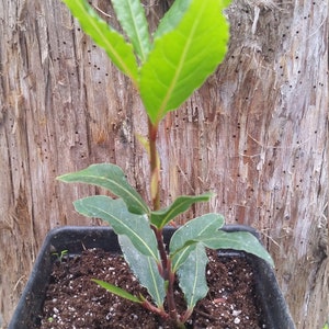 May include: A small bay laurel plant in a square black pot. The plant has bright green leaves and a reddish-brown stem. The background is a textured, brown tree trunk.