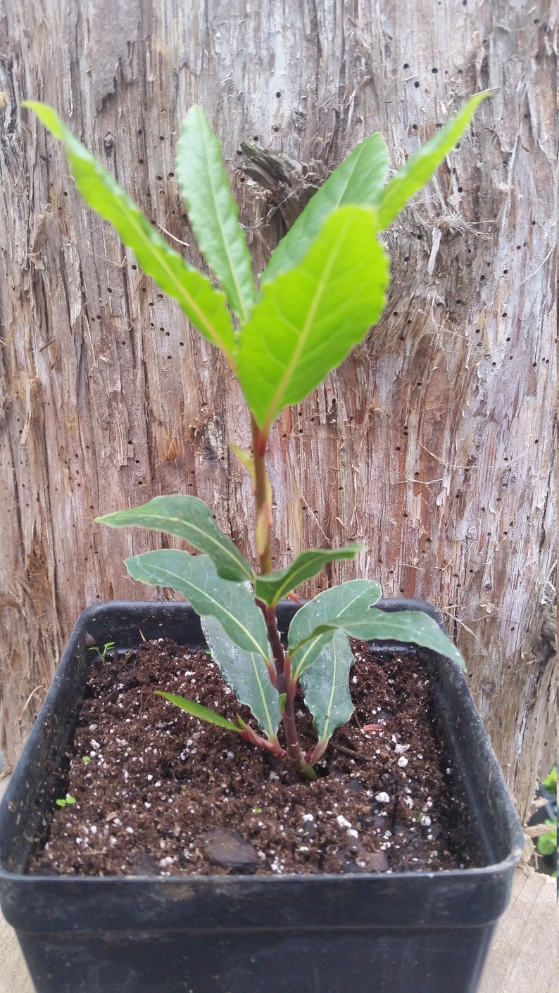May include: A small bay laurel plant in a square black pot. The plant has bright green leaves and a reddish-brown stem. The background is a textured, brown tree trunk.