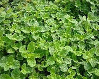 Strawberry Mint Plant