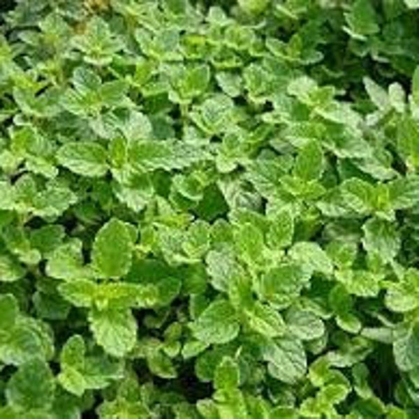 Strawberry Mint Plant