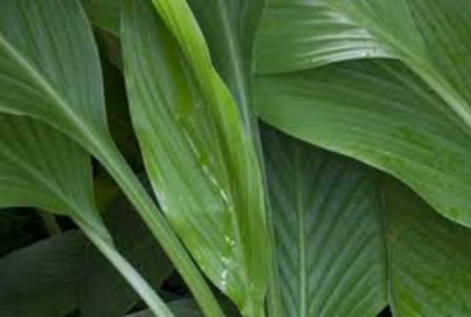 Organic Yellow Turmeric Plants, Lives Herb Plant, 12 in Tall Etsy