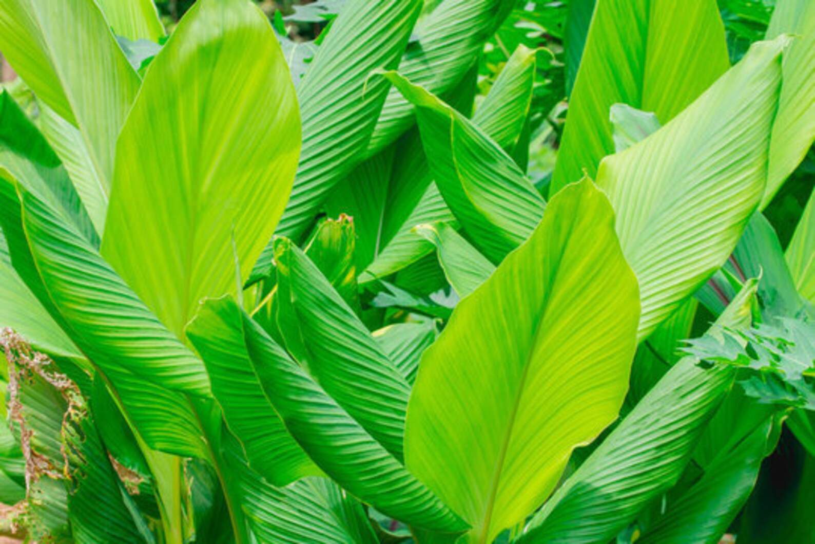 Sweet Thai Ginger Finger Root Chinese Keys Chinese Ginger. Etsy