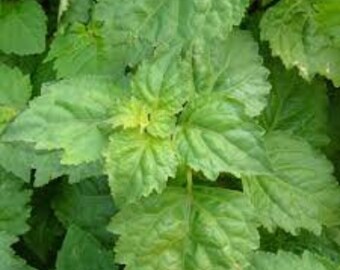 Patchouli Plant