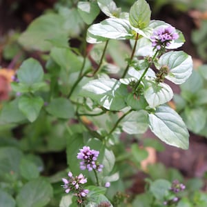 Ginger mint plant