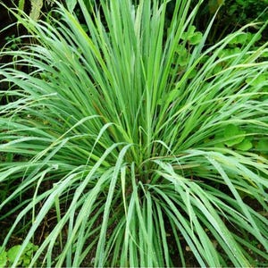 May include: A close-up of a lush green lemongrass plant with long, narrow leaves. The plant is growing in a garden setting.