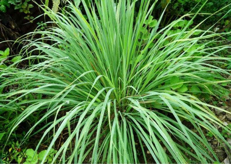 May include: A close-up of a lush green lemongrass plant with long, narrow leaves. The plant is growing in a garden setting.
