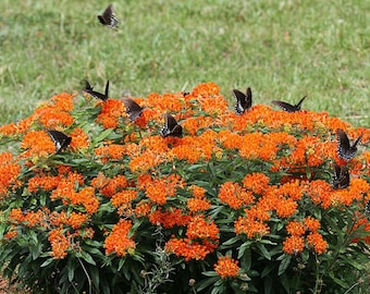 Butterfly Milkweed (butterfly weed) plant