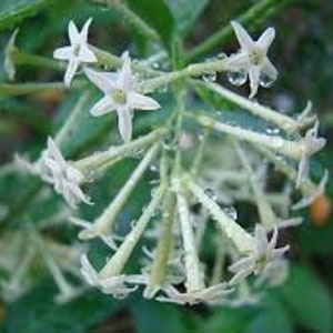 Organic Night blooming Jasmine cestrum Nocturnum Plant grown in 4 inch pot image 6