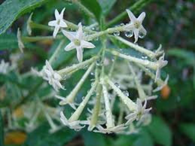 Organic Night blooming Jasmine cestrum Nocturnum Plant grown in 4 inch pot image 6