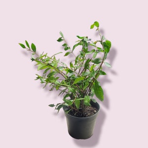 Henna Plant (hennaTree) live