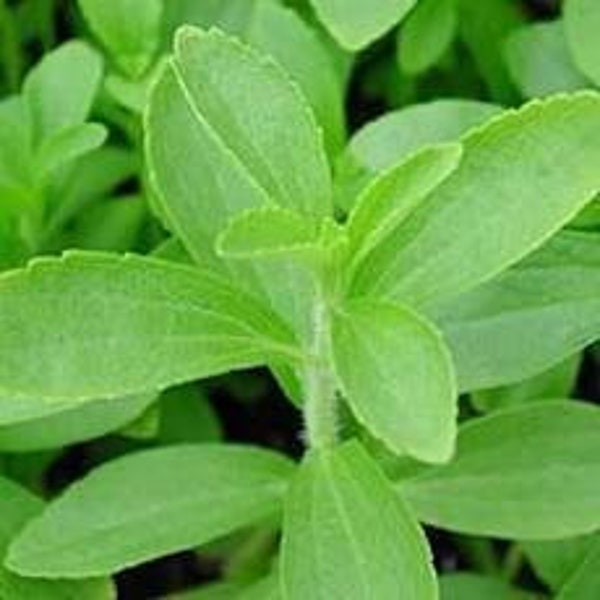 Stevia (sweet herb) Organic Plants