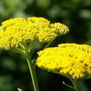 Yellow Yarrow image 7