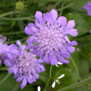 Scabiosa Butterfly Blue Plant, Pin cushion plant, Naturally grown. image 5