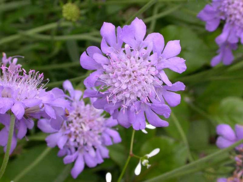 Scabiosa Butterfly Blue Plant, Pin cushion plant, Naturally grown. image 5