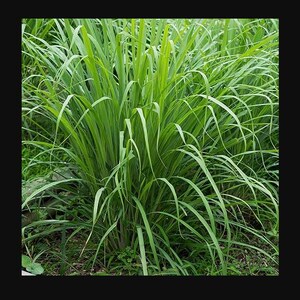 May include: A close-up of a lush green patch of lemongrass growing in a garden. The long, narrow leaves are clustered together, creating a dense and vibrant display of foliage.