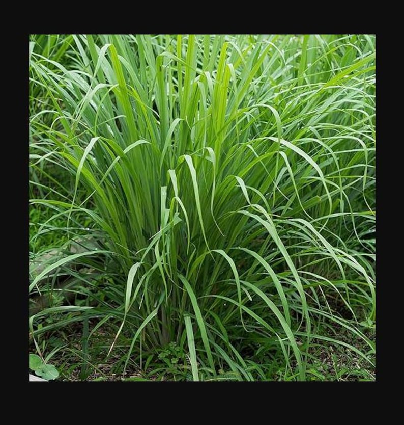 May include: A close-up of a lush green patch of lemongrass growing in a garden. The long, narrow leaves are clustered together, creating a dense and vibrant display of foliage.
