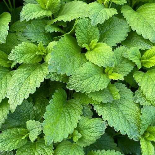 Lemon Balm Plant, Melissa Officinalis, Herb Garden