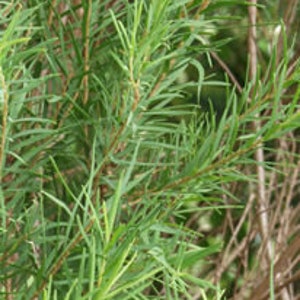 Tea Tree Melaleuca alternifolia Plant image 7