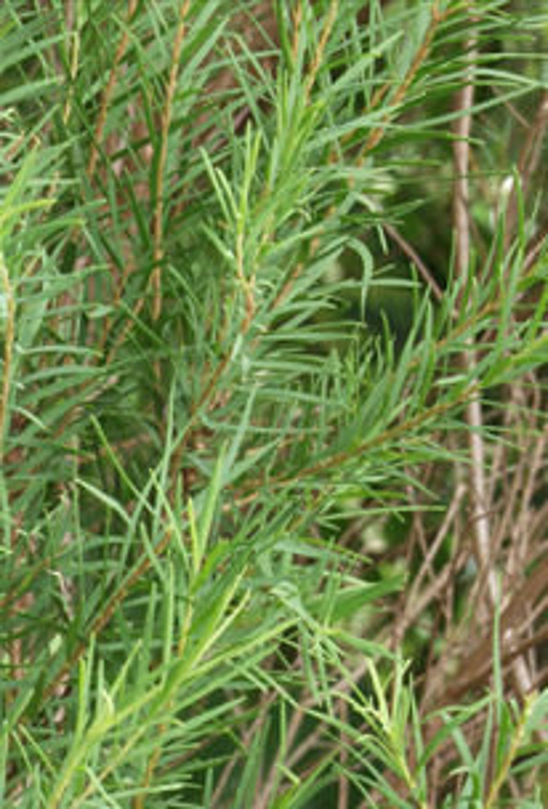 Tea Tree Melaleuca alternifolia Plant image 7