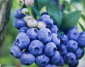 Legacy Southern Highbush Blueberry Plan