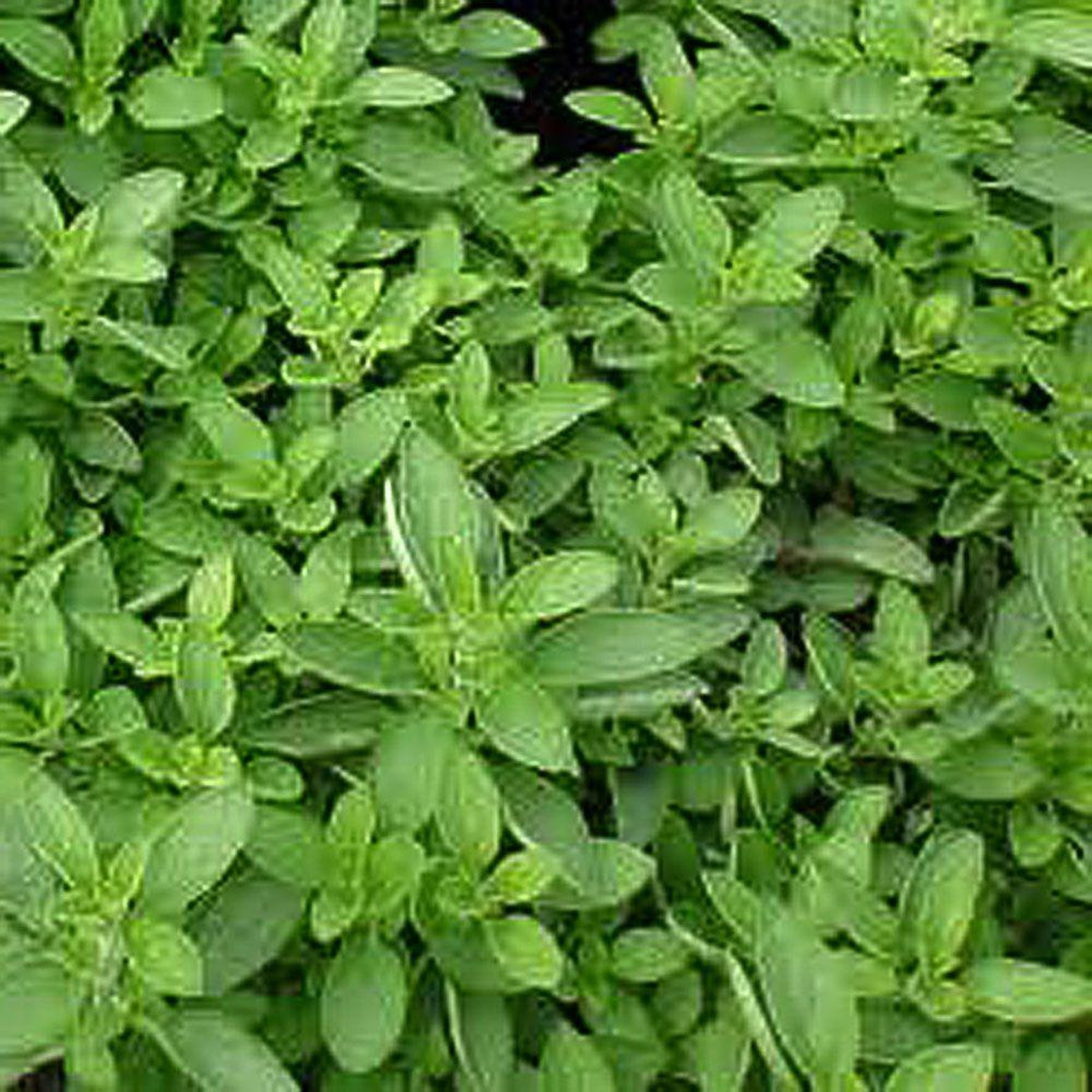 Sweet Marjoram plant organic Etsy