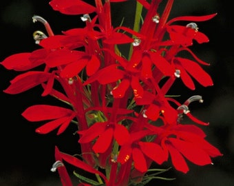 Red Lobelia, Cardinal flower, plant