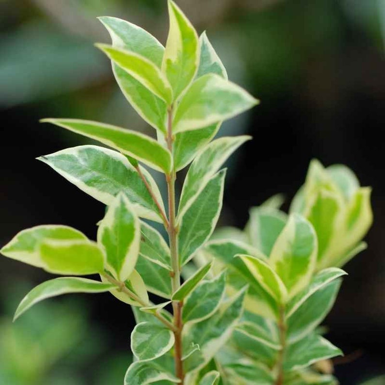 May include: A close-up shot of a plant featuring green and cream-coloured leaves. The leaves display a variegated pattern, with a creamy white border. The stems are reddish-brown, and the background is blurred, creating a soft focus.