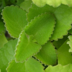 May include: Close-up of bright green leaves with scalloped edges. The leaves have a soft, textured appearance and are slightly overlapping. The image highlights the natural beauty and detail of the plant's foliage.