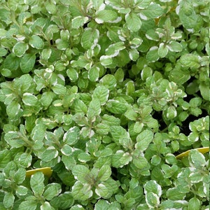 May include: A close-up of a patch of variegated mint plants with green leaves edged in white. The plants are growing in a pot and are ready to be harvested.