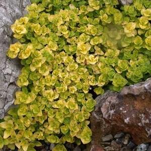 May include: A close-up of a ground cover plant with small, bright green and yellow leaves growing between large rocks.