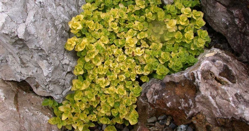 May include: A close-up of a ground cover plant with small, bright green and yellow leaves growing between large rocks.