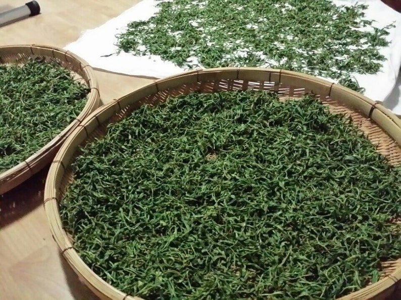 Pode incluir: Duas cestas redondas tecidas cheias de folhas verdes, provavelmente ervas ou folhas de ch&aacute;, s&atilde;o exibidas. Um pano branco com mais folhas verdes est&aacute; no fundo. As folhas s&atilde;o espalhadas para secar. As cestas s&atilde;o feitas de bambu marrom claro.