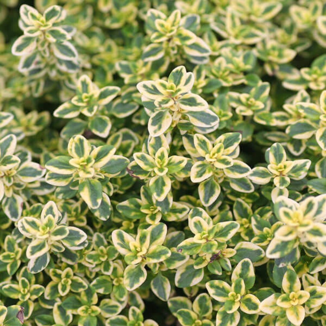 Golden Lemon Thyme Plant organic Etsy