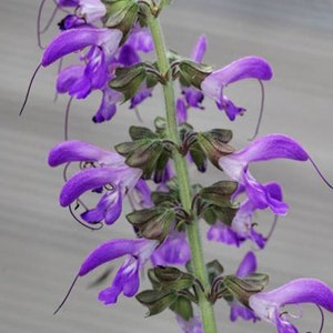 Danshen, Red root sage, Live plant