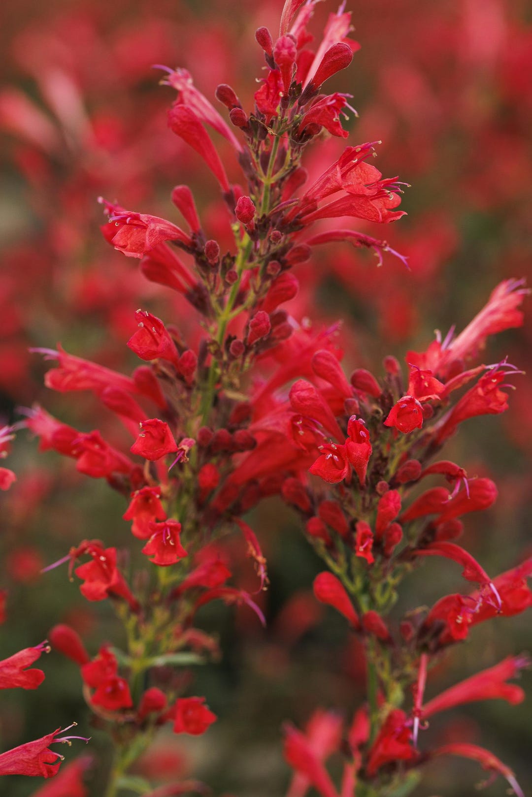 Humming Mint Kudo's Red Agastache (hummingbird Mint) Plant - Etsy