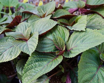 Shiso Britton Perilla plant