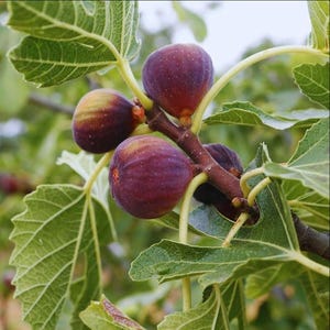 May include: Close-up of a fig tree branch with three ripe figs. The figs are a deep purple color with a slight green tinge. The leaves are a vibrant green.