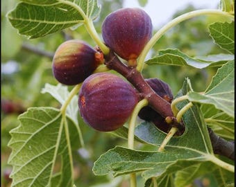 Celeste Fig, Also Known as Sugar Fig. Rooted Plant Shipped in 3