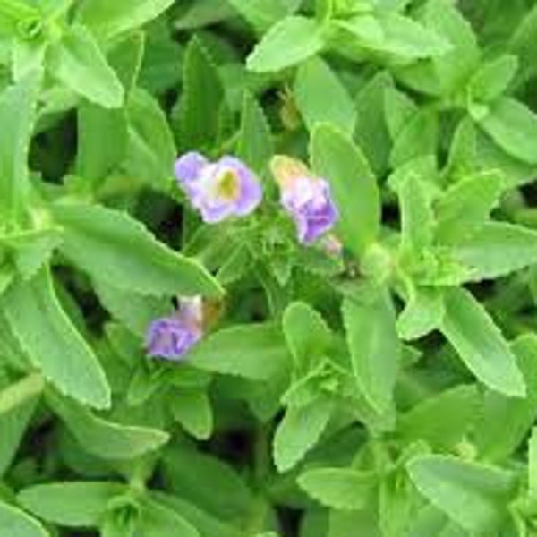 Rice Paddy Herb, NGO OM (plant)