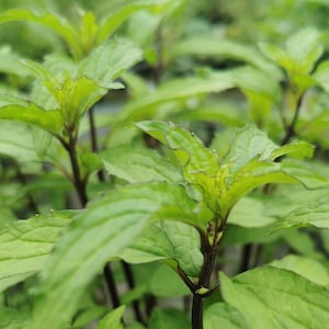 May include: Close-up of fresh mint plant with vibrant green leaves and dark stems. The leaves have a textured surface and are arranged in a layered pattern. The image is well-lit, highlighting the plant's details.