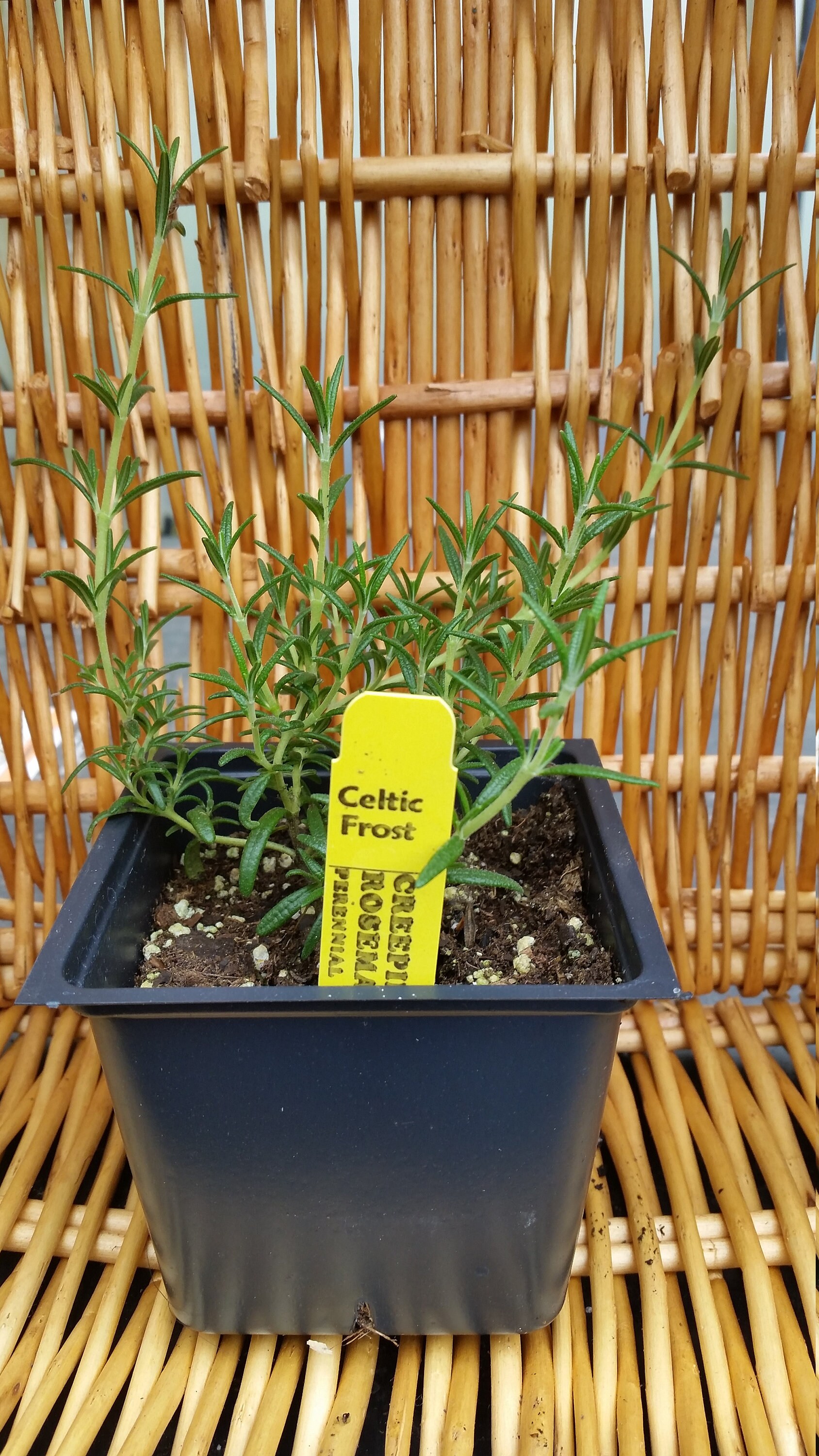 Creeping Rosemary Etsy