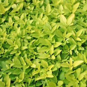 Golden Creeping Oregano