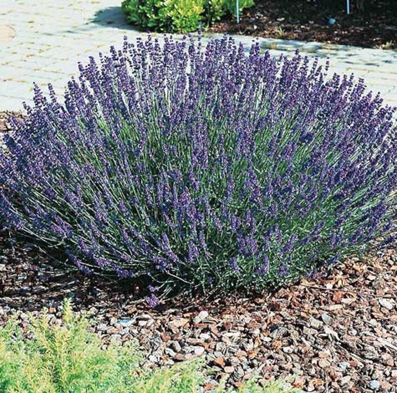 PROVENCE LAVENDER PLANT image 8