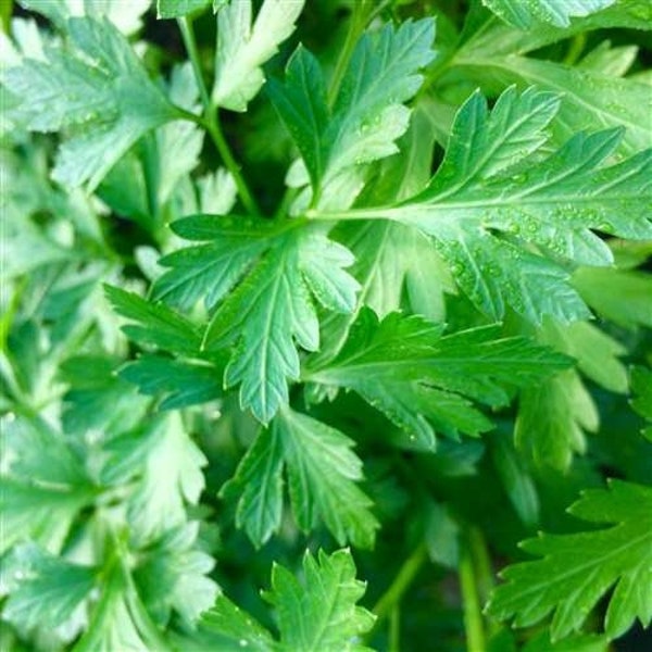 Italian Parsley Plants