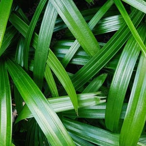 Pandan Plant, (screwpine)