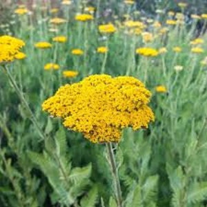 Yellow Yarrow image 2