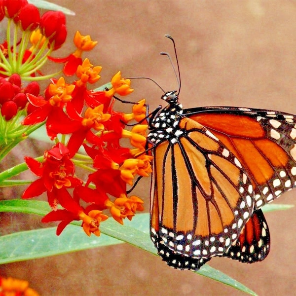 Scarlet Milkweed ( Blood Flower) plants, butterfly milkweed