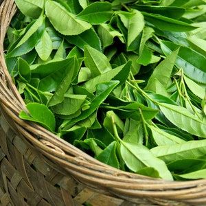 Pode incluir: Uma cesta de vime transbordando com folhas de ch&aacute; verde frescas e vibrantes. As folhas s&atilde;o de uma cor verde rica e saud&aacute;vel, e a cesta &eacute; feita de um material natural marrom claro. A imagem sugere um foco em produtos naturais e ch&aacute;.