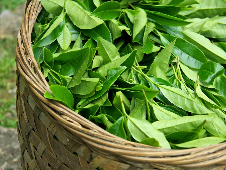 Pode incluir: Uma cesta de vime transbordando com folhas de ch&aacute; verde frescas e vibrantes. As folhas s&atilde;o de uma cor verde rica e saud&aacute;vel, e a cesta &eacute; feita de um material natural marrom claro. A imagem sugere um foco em produtos naturais e ch&aacute;.