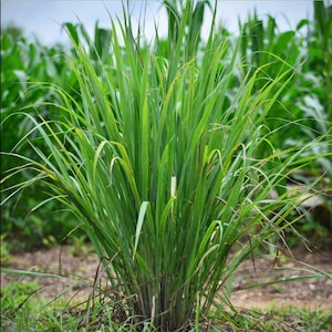 May include: A close-up of a lush green lemongrass plant growing in a field. The plant has long, narrow leaves and is surrounded by other plants.